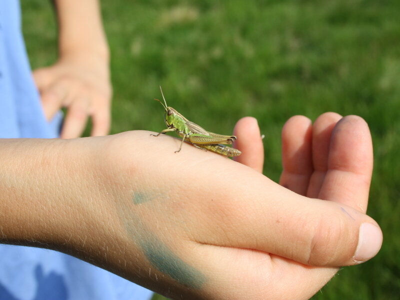 Junge Naturwächter (Foto: Naturschutzzentrum Zittauer Gebirge)