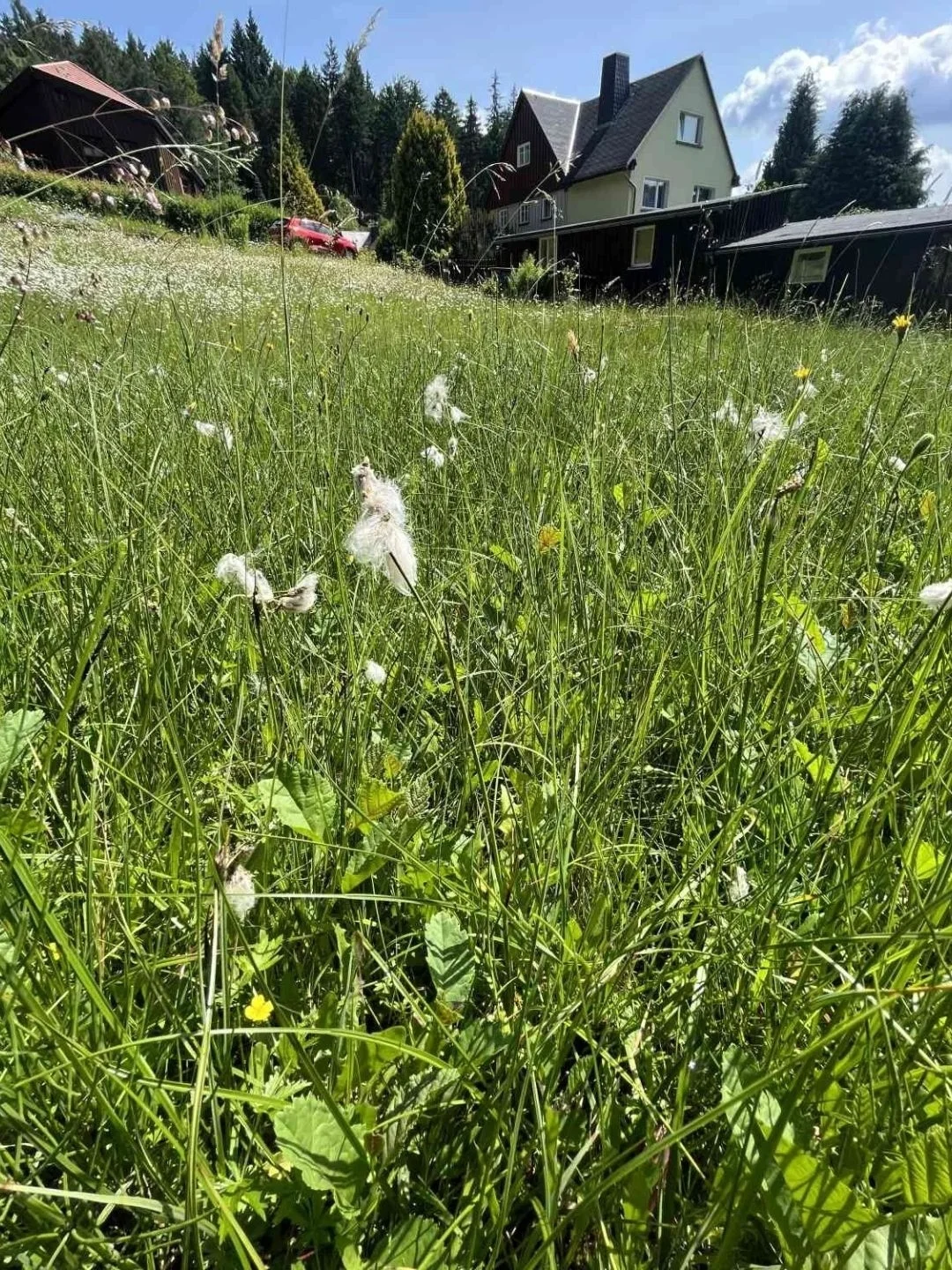 Artenreiche Wiese