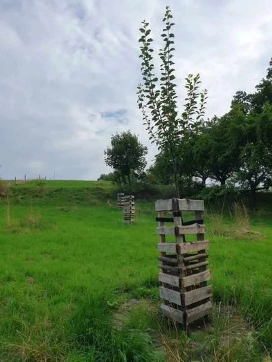 Obstbaumpflanzung