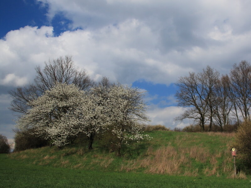 Flächennaturdenkmal Jachelberg (Foto: Kay Sbrzesny)