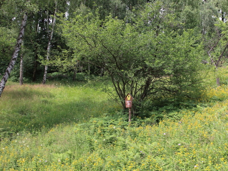 Flächennaturdenkmal Birkwiese (Foto: Kay Sbrzesny)
