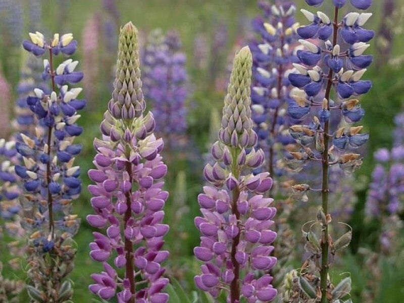 Lupine (Foto: Kay Sbrzesny)