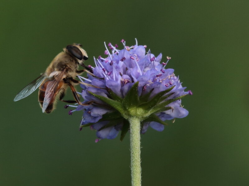 Wildbiene auf Teufelsabbiss (Foto: Kay Sbrzesny)