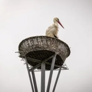 Storch