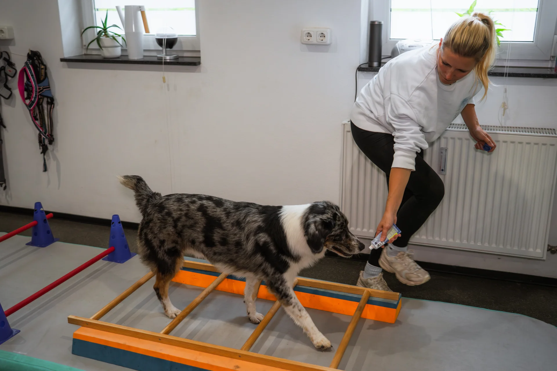 Sporttherapie Hund
