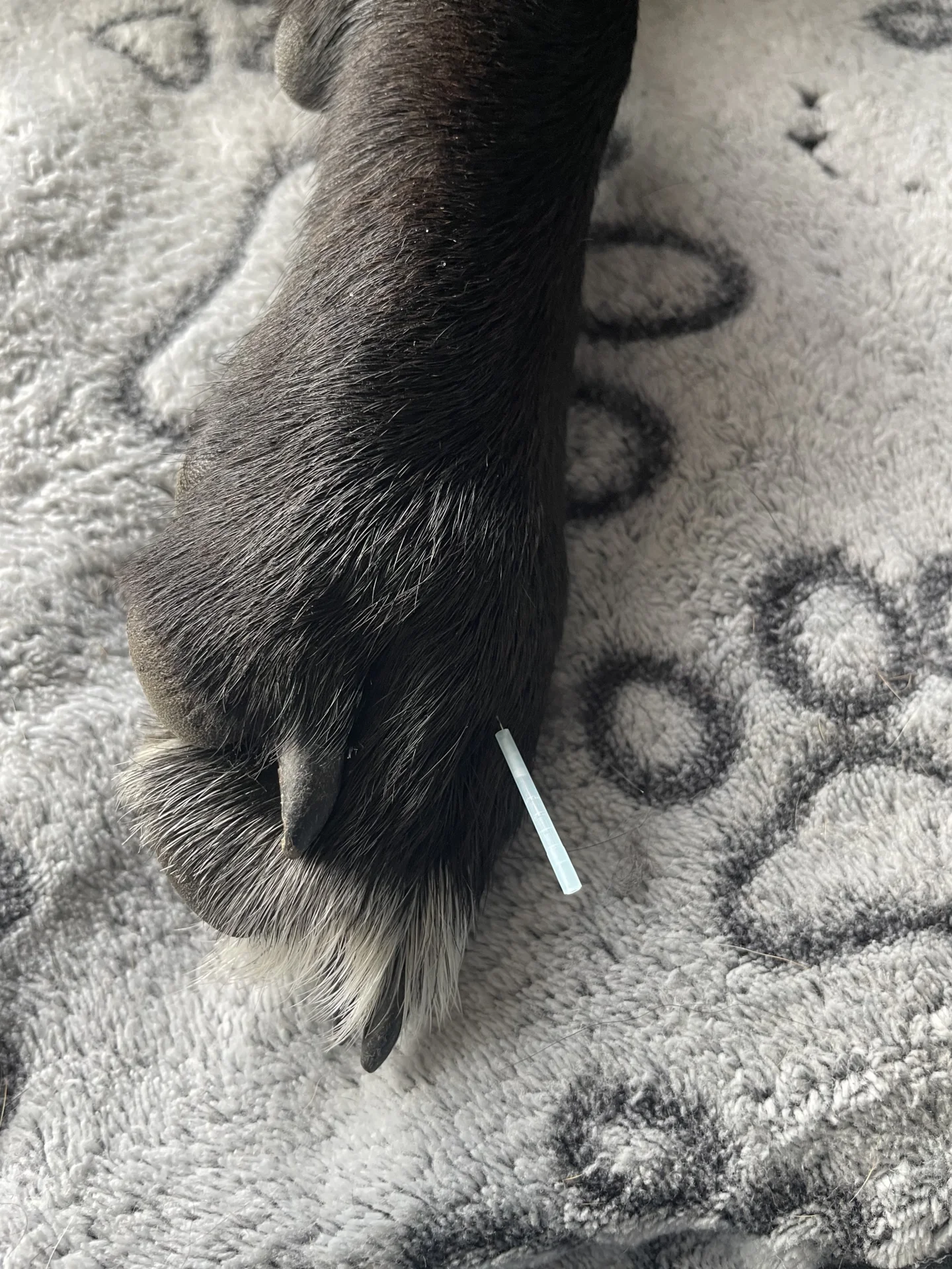 Akupunktur beim Hund