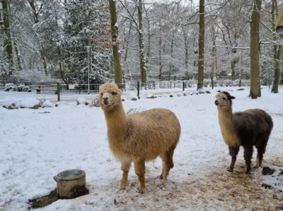 Winter im Alpakaghege  (Bild vergr&ouml;&szlig;ern)