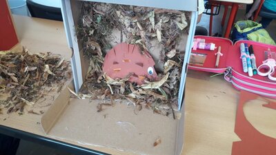 Foto des Albums: Herbst im Schuhkarton