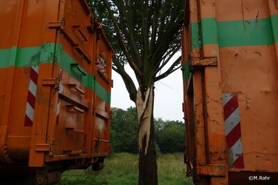Foto des Albums: Droht Baum zu fallen - TH1