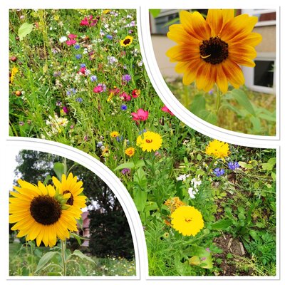 Foto des Albums: Blumenwiese