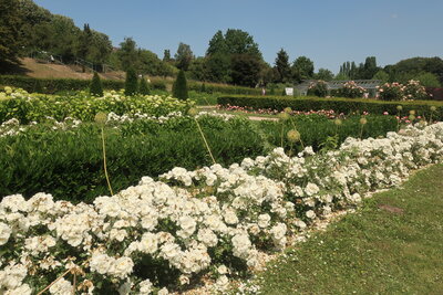 Foto des Albums: 2020 - Tagesausflug Landesgartenschau Kamp-Lintfort