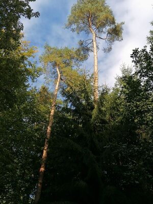 Foto des Albums: Pilzwanderung am 10.10.2020