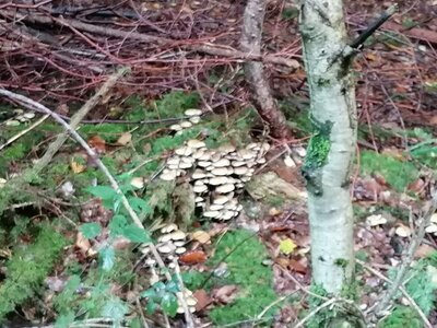 Foto des Albums: Pilzwanderung am 10.10.2020