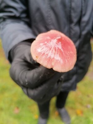Foto des Albums: Pilzwanderung am 10.10.2020