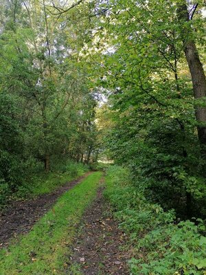 Foto des Albums: Pilzwanderung am 10.10.2020