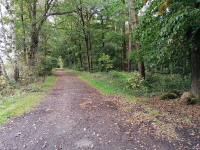 Foto des Albums: Pilzwanderung am 10.10.2020