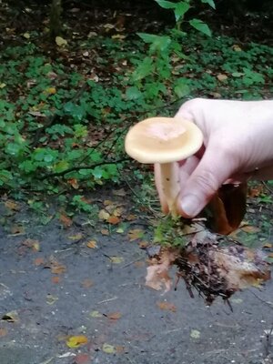 Foto des Albums: Pilzwanderung am 10.10.2020