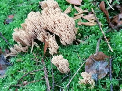 Foto des Albums: Pilzwanderung am 10.10.2020