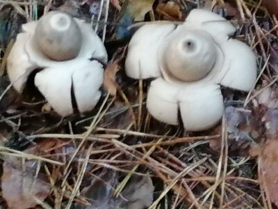 Foto des Albums: Pilzwanderung am 10.10.2020