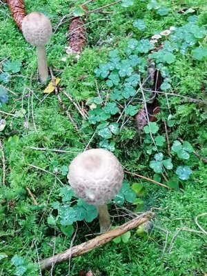 Foto des Albums: Pilzwanderung am 10.10.2020