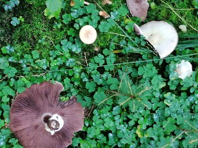 Foto des Albums: Pilzwanderung am 10.10.2020
