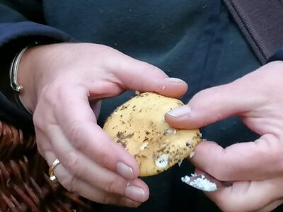 Foto des Albums: Pilzwanderung am 10.10.2020