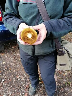 Foto des Albums: Pilzwanderung am 10.10.2020
