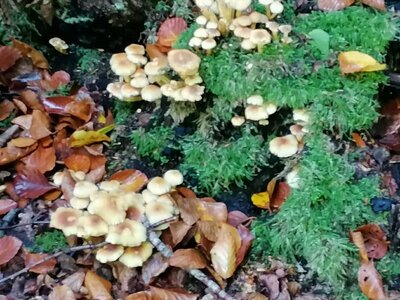 Foto des Albums: Pilzwanderung am 10.10.2020