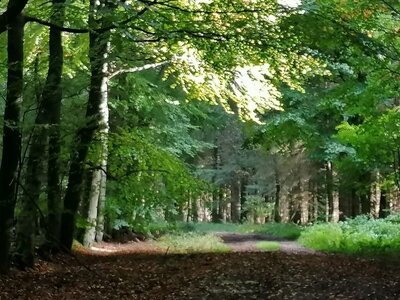 Foto des Albums: Pilzwanderung am 10.10.2020