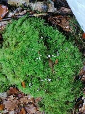 Foto des Albums: Pilzwanderung am 10.10.2020