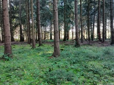 Foto des Albums: Pilzwanderung am 10.10.2020