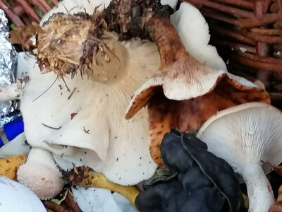 Foto des Albums: Pilzwanderung am 10.10.2020