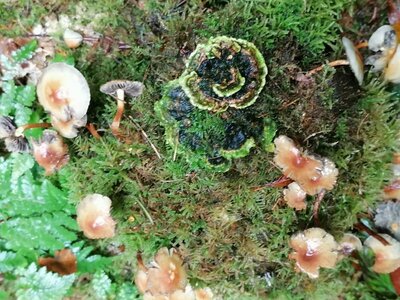 Foto des Albums: Pilzwanderung am 10.10.2020