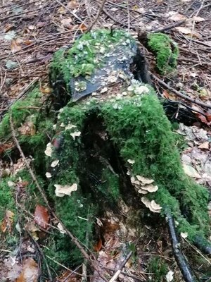 Foto des Albums: Pilzwanderung am 10.10.2020
