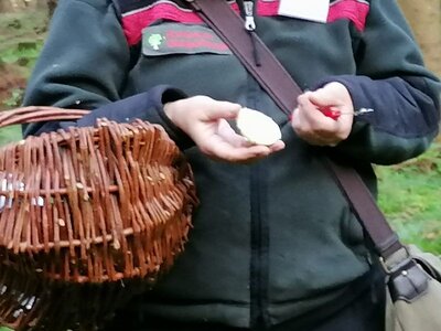 Foto des Albums: Pilzwanderung am 10.10.2020