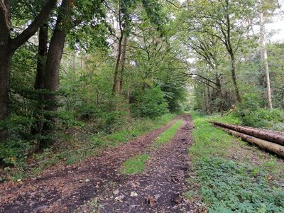 Foto des Albums: Pilzwanderung am 10.10.2020