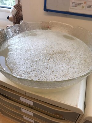 Foto des Albums: Waschmittel aus Kastanien (4b)