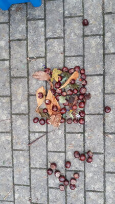 Foto des Albums: Herbstmandalas der Klassen 1