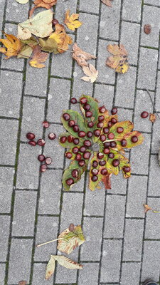 Foto des Albums: Herbstmandalas der Klassen 1