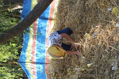 Foto des Albums: Unser Garten