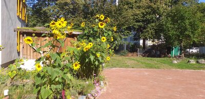 Foto des Albums: Unser Garten mit Acker