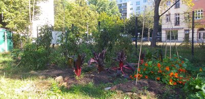 Foto des Albums: Unser Garten mit Acker