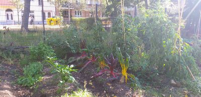 Foto des Albums: Unser Garten mit Acker