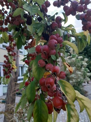 Foto des Albums: Es wird herbstlich