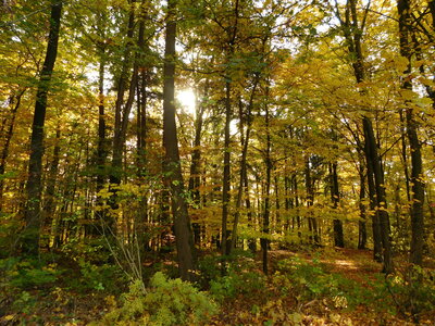 Foto des Albums: Herbststimmung