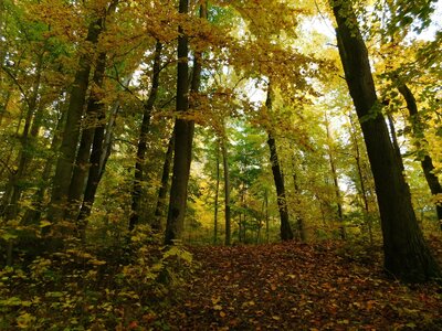 Foto des Albums: Herbststimmung