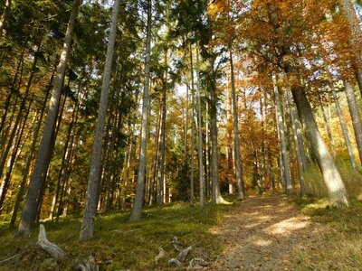 Foto des Albums: Herbststimmung