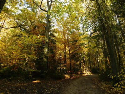 Foto des Albums: Herbststimmung