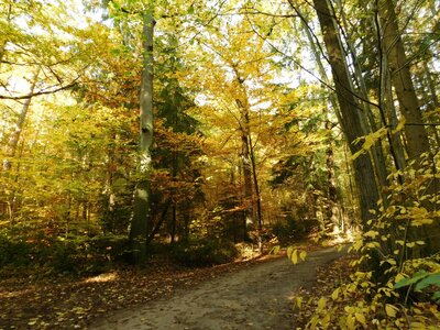 Foto des Albums: Herbststimmung
