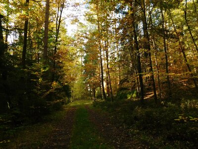 Foto des Albums: Herbststimmung